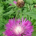 Centaurea dealbata